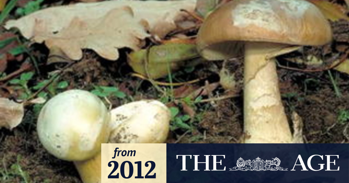Alert on toxic mushrooms after liverfailure deaths
